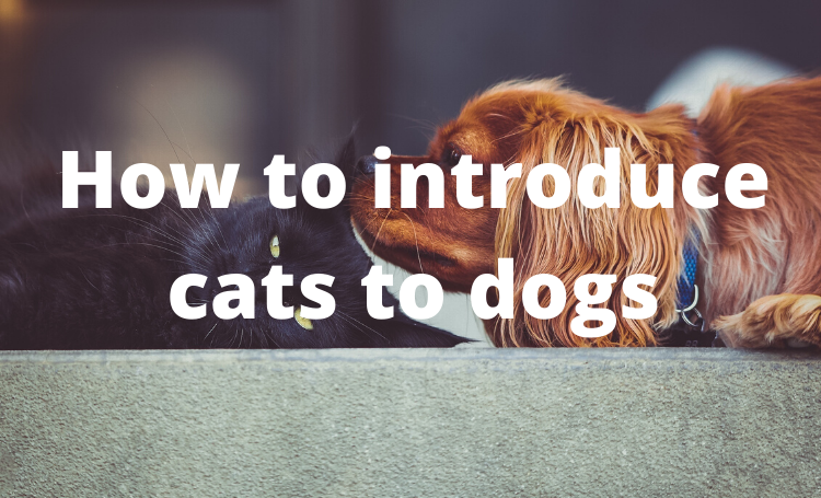 How To Introduce Cats To Dogs Knowledgepropertieshindi
