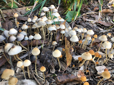 Mini forest of mushrooms (non-edible)