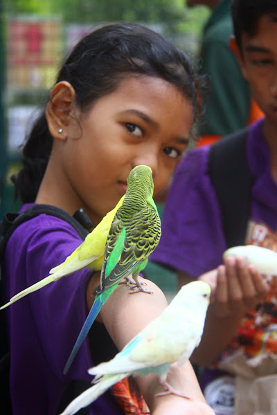 Burung di lengan Burung di lengan