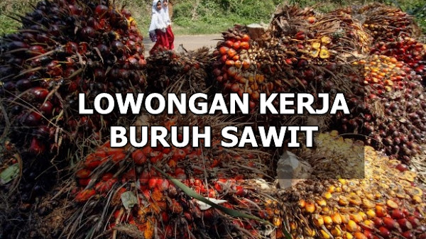 Lowongan Kerja Buruh Sawit PT.Rezeki Kencana Kubu Raya Kalbar