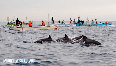 Vacation Fun Together Dolphins at Lovina Beach  Woow Vacation Fun Together Dolphins at Lovina Beach 