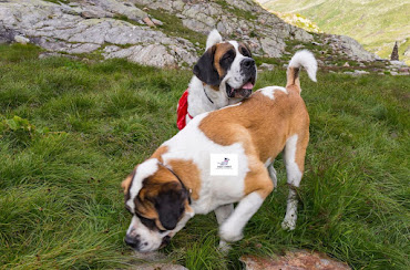 A brief history about Saint Bernard