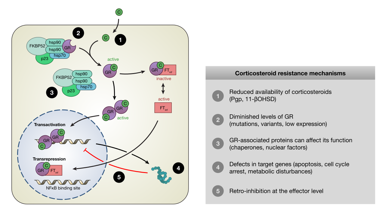 Mechanism Of Action Of Corticosteroids