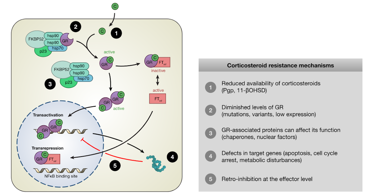 Corticosteroids Uses, Mechanism of action, Side effects, Precautions