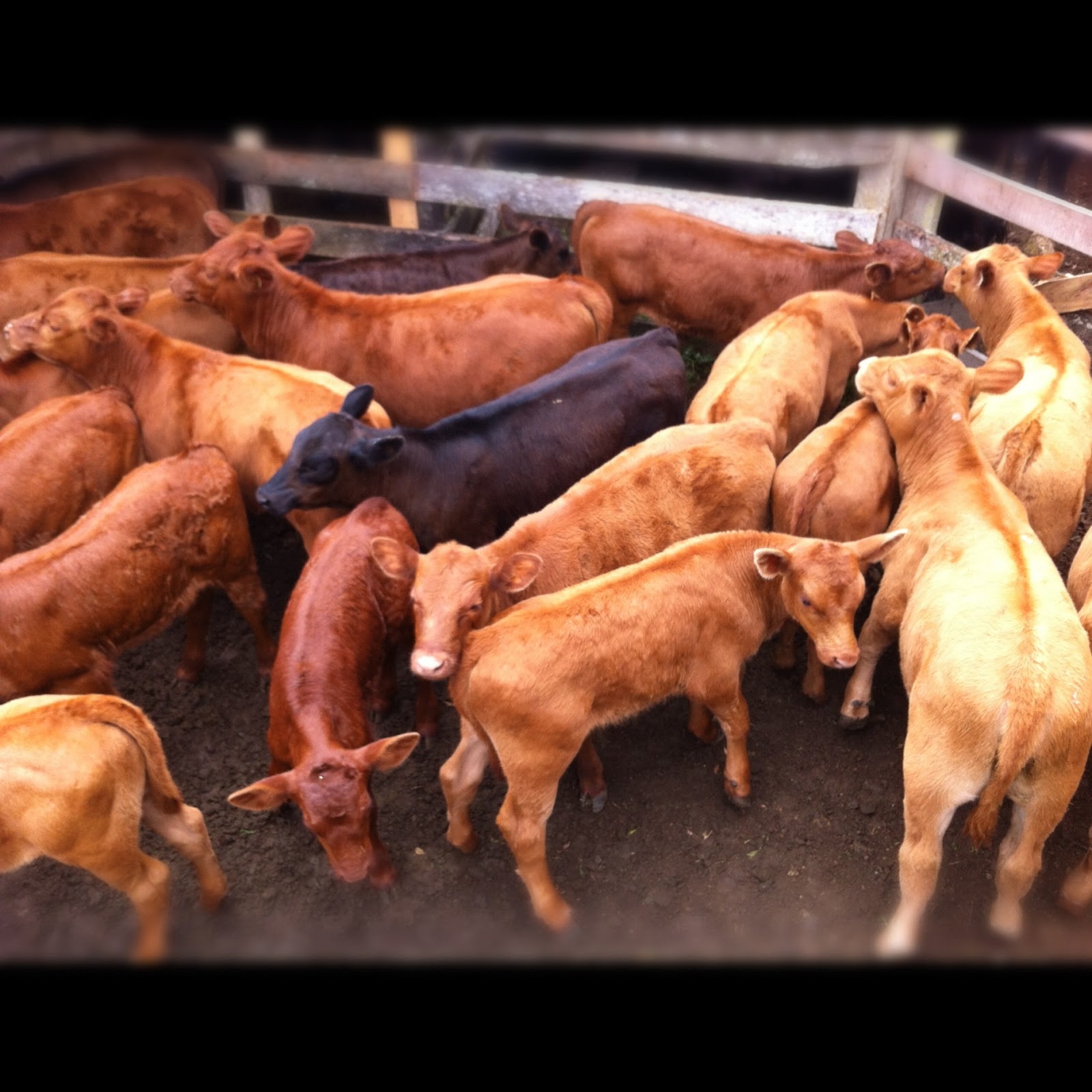 Pet Shop São Francisco