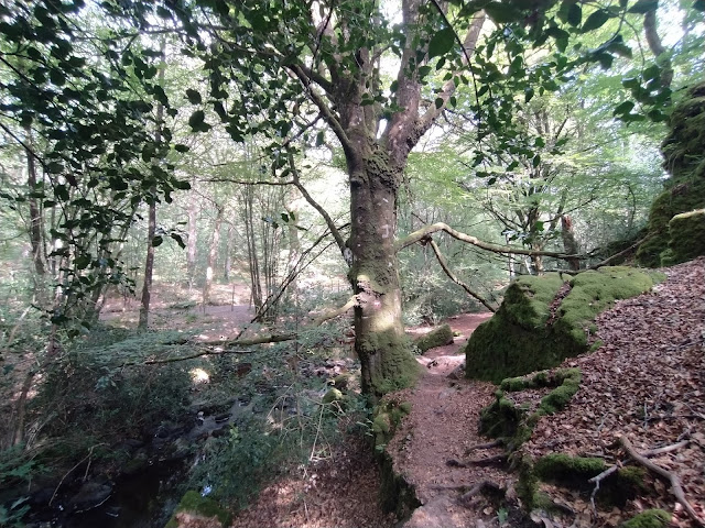 [CR] Un tour de la forêt de Brocéliande, le jeudi 16 septembre 2021. IMG_20210916_130555