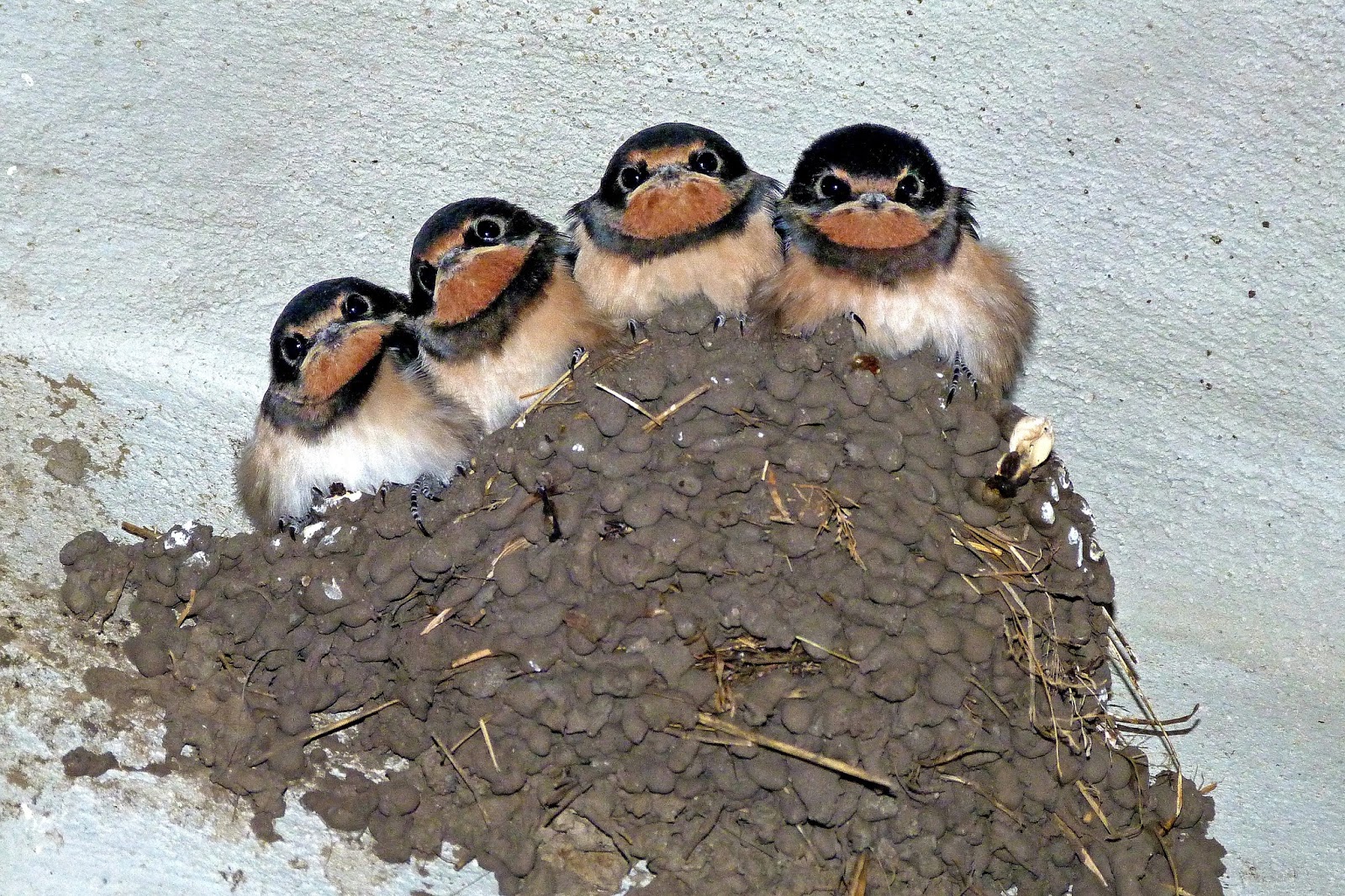 Swallow birds in their nests. Swallow birds in their nests.