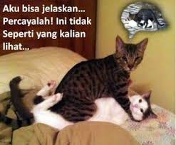 Gambar DP BBM Kucing Lucu Imut LUCU DAN BERGERAK Gambar DP BBM Kucing Lucu Imut LUCU DAN BERGERAK