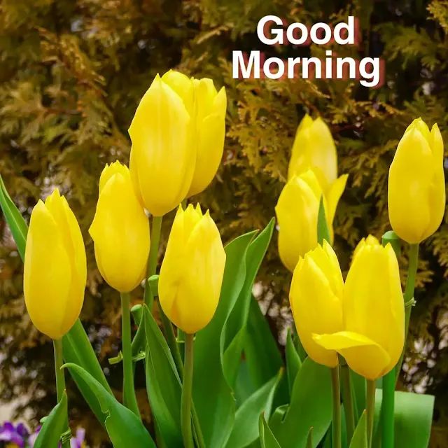 good morning 3d images with flowers hd