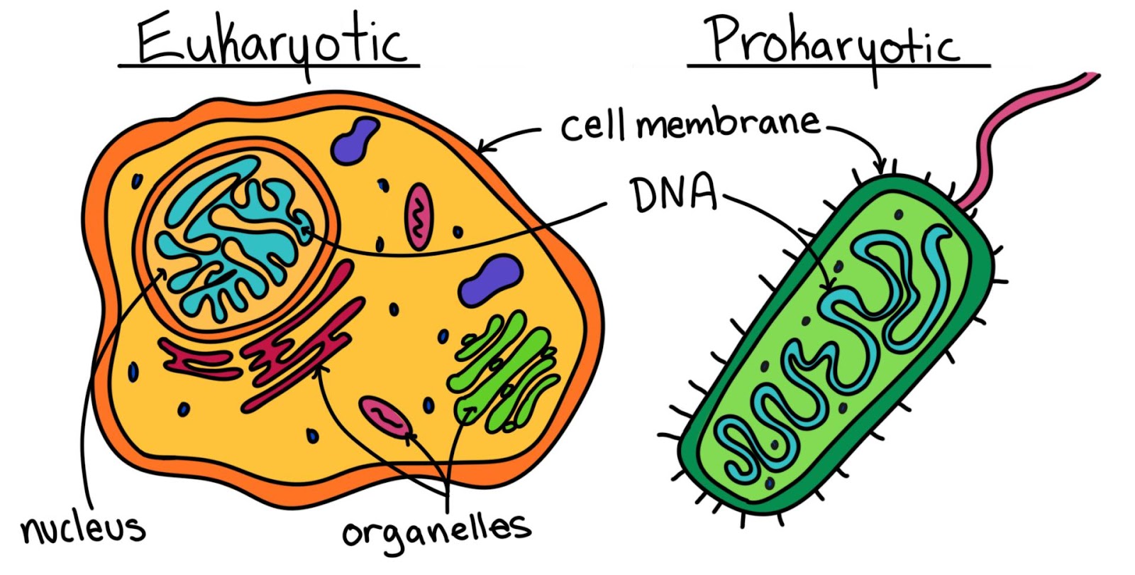 Eukaryotic Vs Prokaryotic Cells Chart