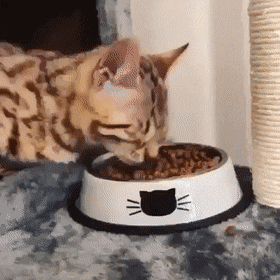 배고픈 고양이의 포크레인 식사법.gif | 인스티즈