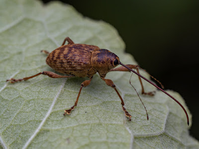 Macro photograph of an Acorn weevil (Curculio nucum,) walking on a leaf in Virginia.