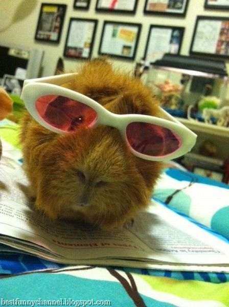 glamorous guinea pig
