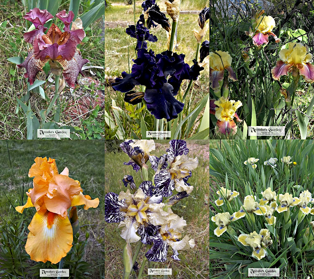Collage of garden irises
