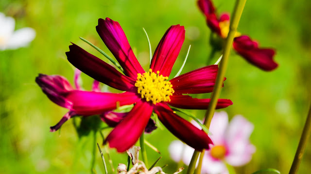 one flower one World