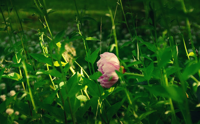 Peony in a Sea of Campanula... peony, campanula, bellflower, cohanmagazine.blogspot.com