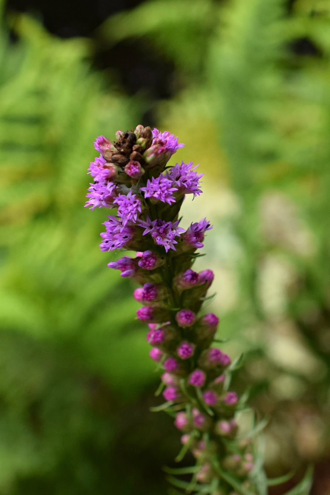 Using Native Plants Natives in the Garden