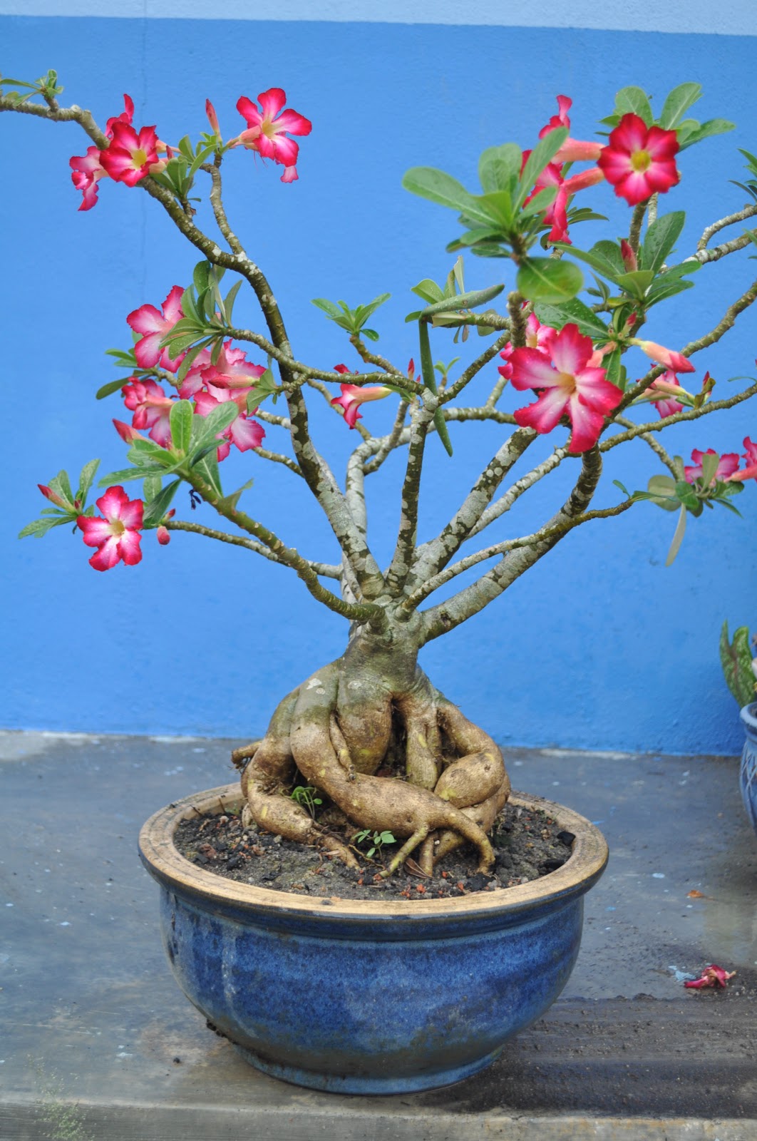 Nursery Bonda: Pokok Bunga Kemboja Cina - Merah