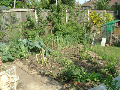 A small vegetable patch with various plants growing, and fan trained trees at the fence in back