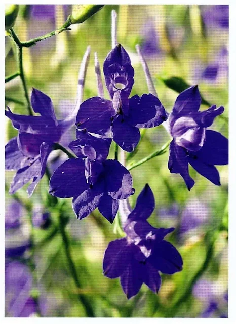 Feldrittersporn – Gartenpflanze – Delphinium consolida Feldrittersporn – Gartenpflanze – Delphinium consolida