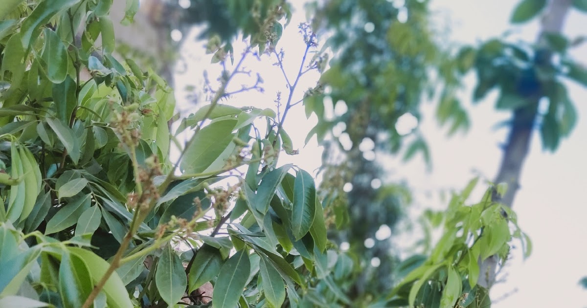 mango tree Health benefits of mango