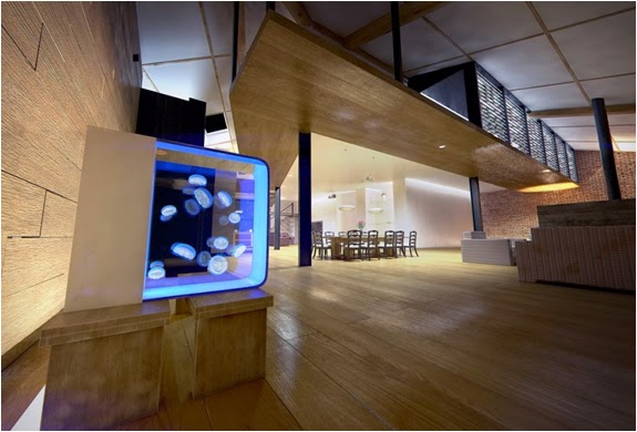 cubic denizanasi akvaryumu