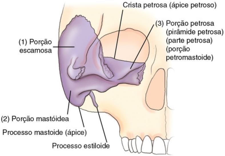 Sistema Esquelético Ossos do Crânio, Ossos Faciais e Seios Paranasais Lucas Simões Sistema Esquelético Ossos do Crânio, Ossos Faciais e Seios Paranasais Lucas Simões