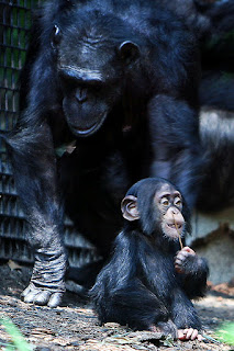 Anne şempanze ve yavrusu.