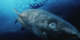 450+ Gambar Ikan Hiu Terbesar Di Dunia Terbaru