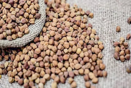 the gujarat bajar samachar of agriculture in Gujarat end of April chickpea apmc market price increase 5 to 10 percent due to agriculture in India chickpea crop income decrease the gujarat bajar samachar of agriculture in Gujarat end of April chickpea apmc market price increase 5 to 10 percent due to agriculture in India chickpea crop income decrease