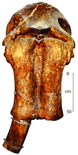 skull Archidiskodon