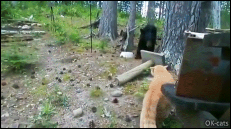 Crazy Cat GIF • Ninja cat attacks bear in the forest. Proof that confidence is everything . Crazy Cat GIF • Ninja cat attacks bear in the forest. Proof that confidence is everything .
