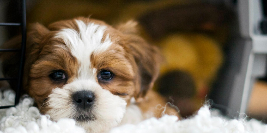 All Pets Club Wallingford