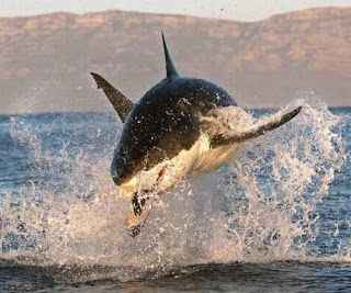 foto superinteressante Tubarão