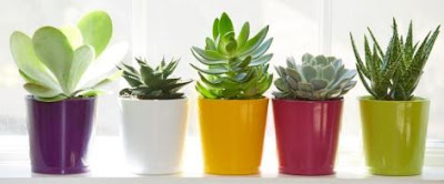Refreshing DIY Style Plant Ideas