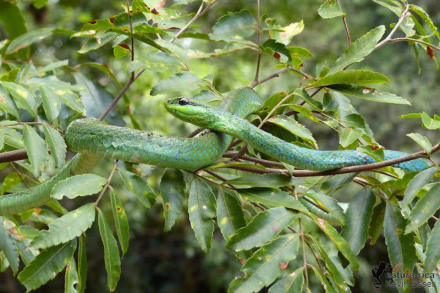 Lichtenstein's Green Racer - Philodryas olfersii