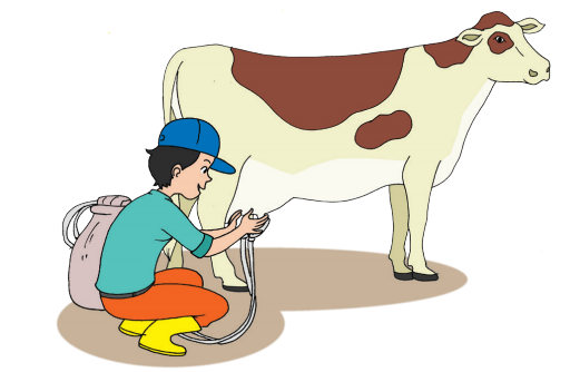 Susu Sapi (Halaman 42) - BELAJAR KURIKULUM 2013