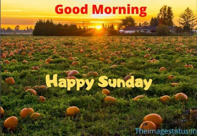 Happy Sunday Morning Images for Whatsapp
