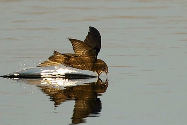 Энциклопедия Тетерева Безногая ласточка черный стриж