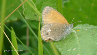 Coenonympha glycerion (female) DSC162850