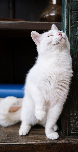 تحميل خلفية قطة بيضاء فخمه للايفون