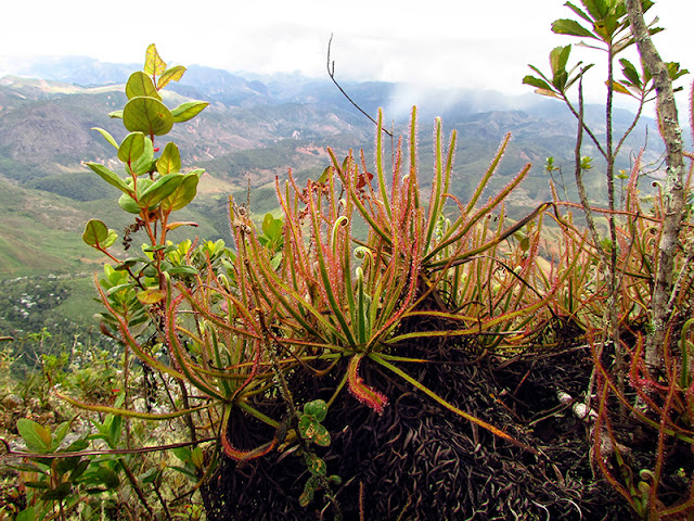 como-cuidar-drosera-magnifica