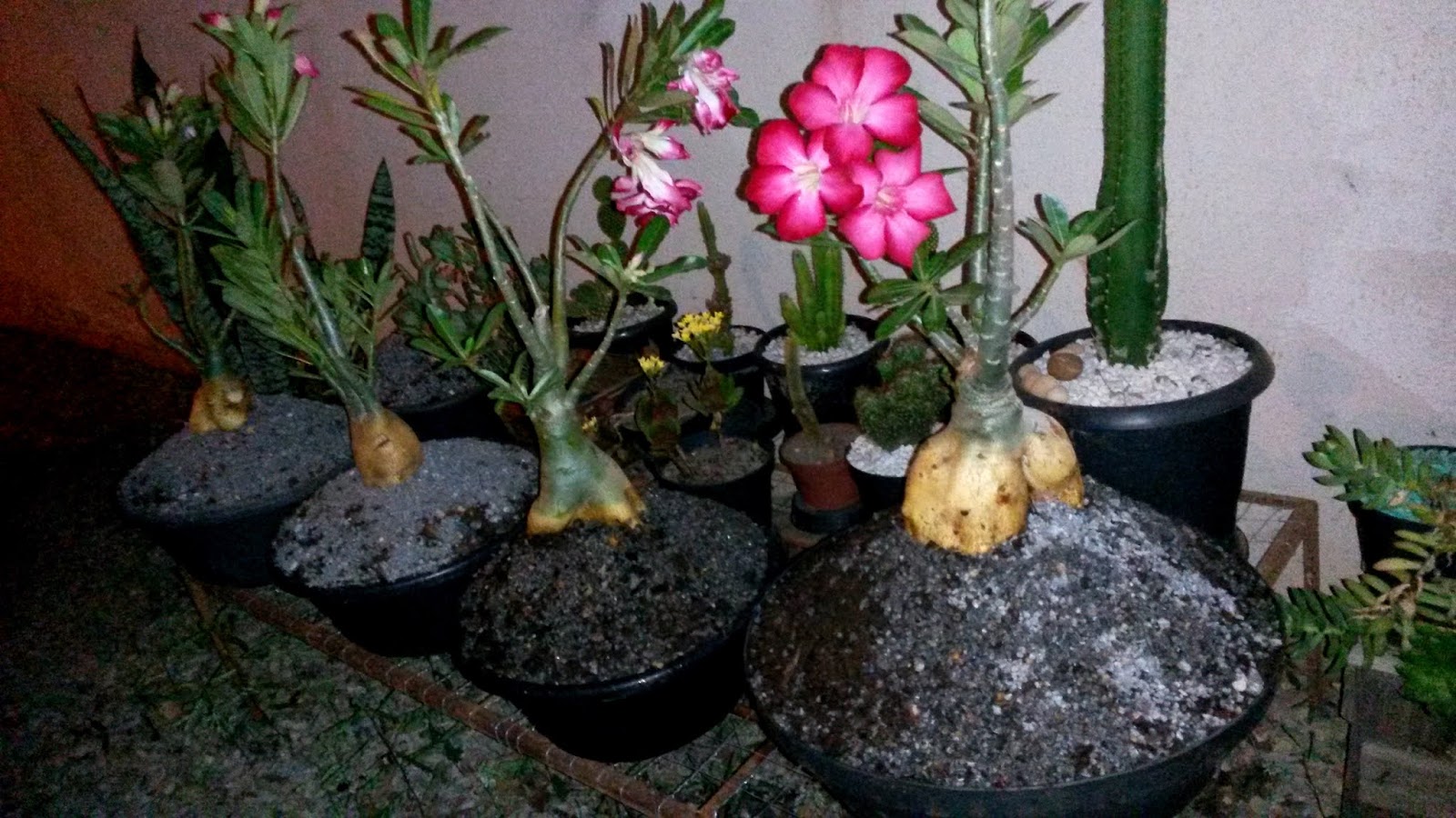 Conheça as Espécies de Rosa do Deserto existentes na Natureza