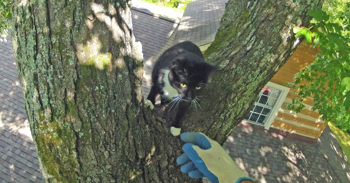 Help! My cat is stuck in a tree! Rescue Process & After Care