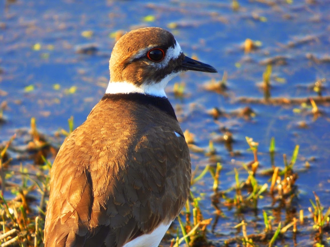 Geotripper's California Birds Bird of the Day Killdeer at the Merced