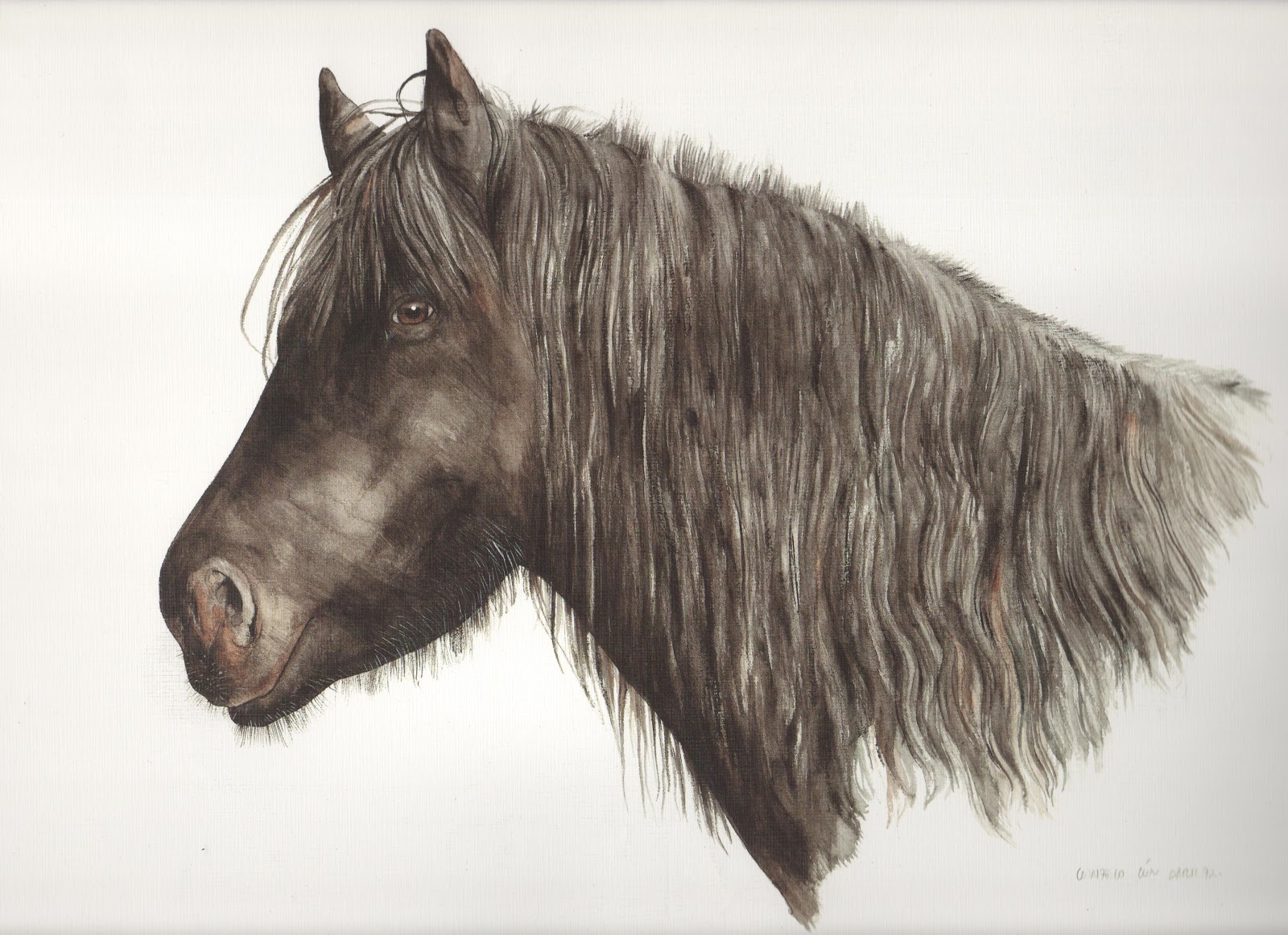 El blog de &quot;Acebedo&quot;: La historia del Asturcón, el pequeño y valiente  caballo que logró sobrevivir