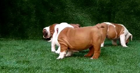 Our Pupies | English Bulldogs For Sale