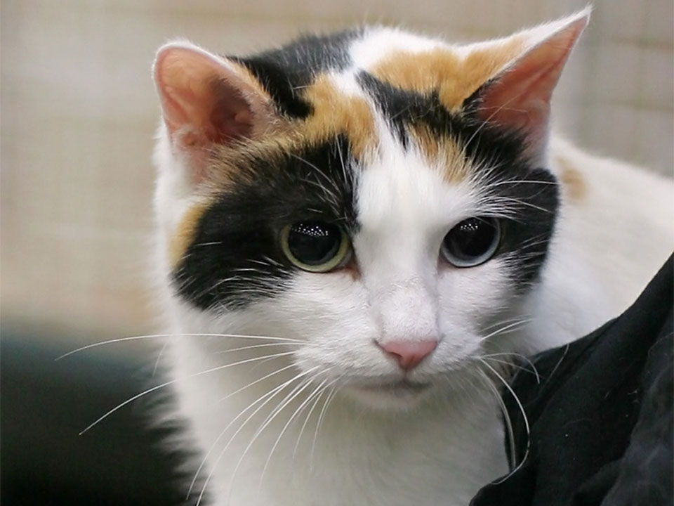 Japanese Bobtail Active and Intelligent Domestic Cat Breeds