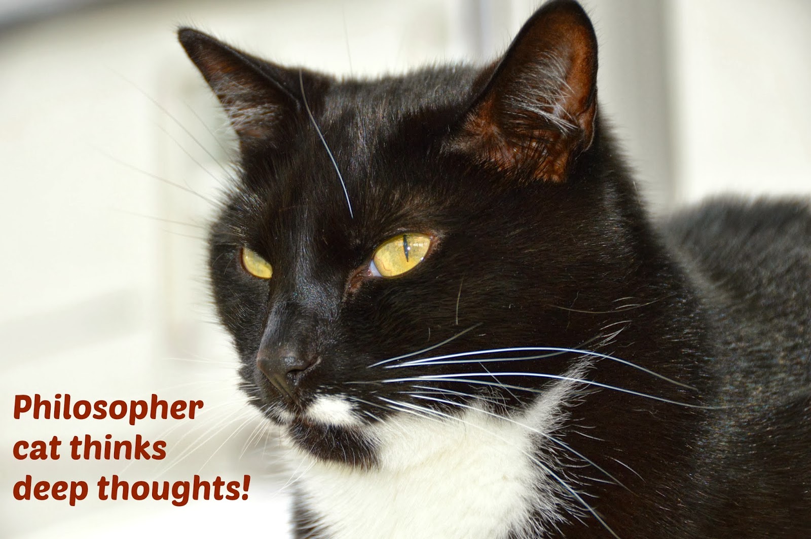 CATachresis November 2013