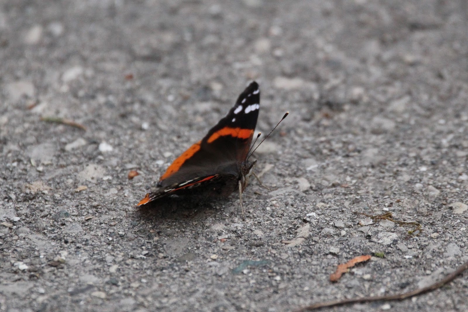 Birds, Bugs, and Botany Early Spring Butterflies